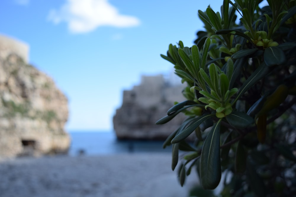 a close up of a tree near a body of water