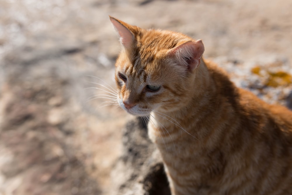 a close up of a cat sitting on a rock