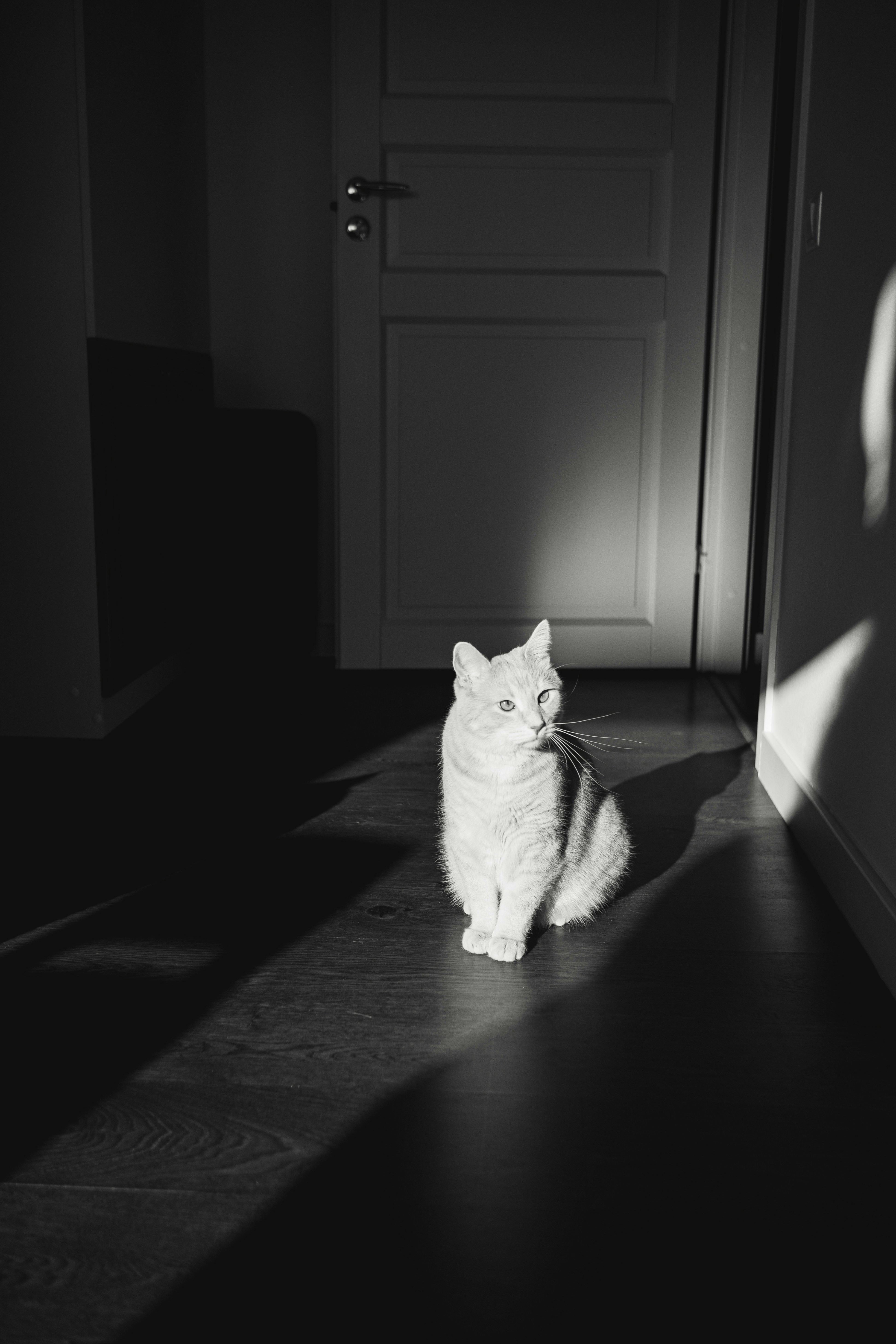a white cat sitting on the floor in front of a door