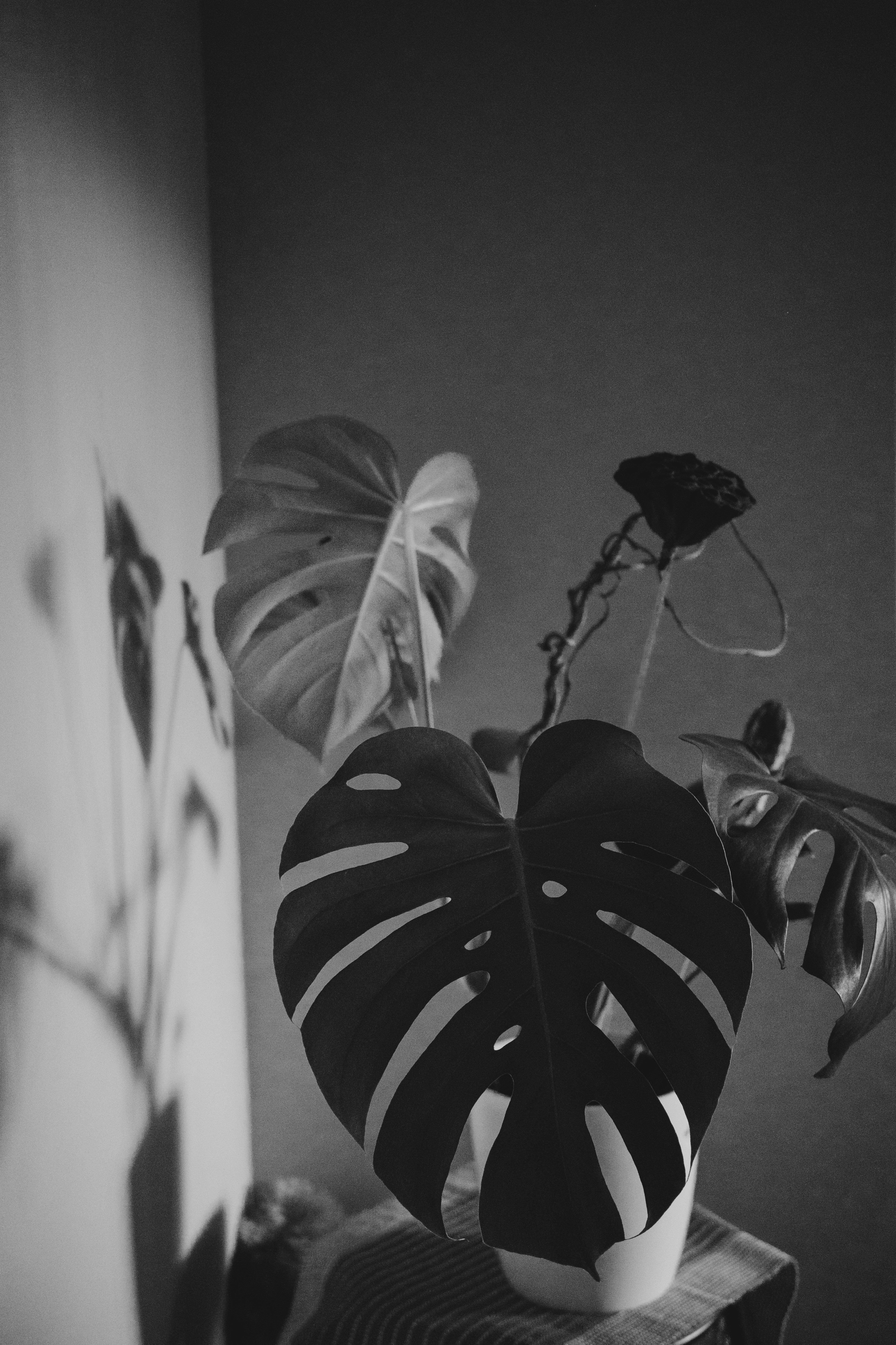 Photo by fightagainstthedyingofthelight