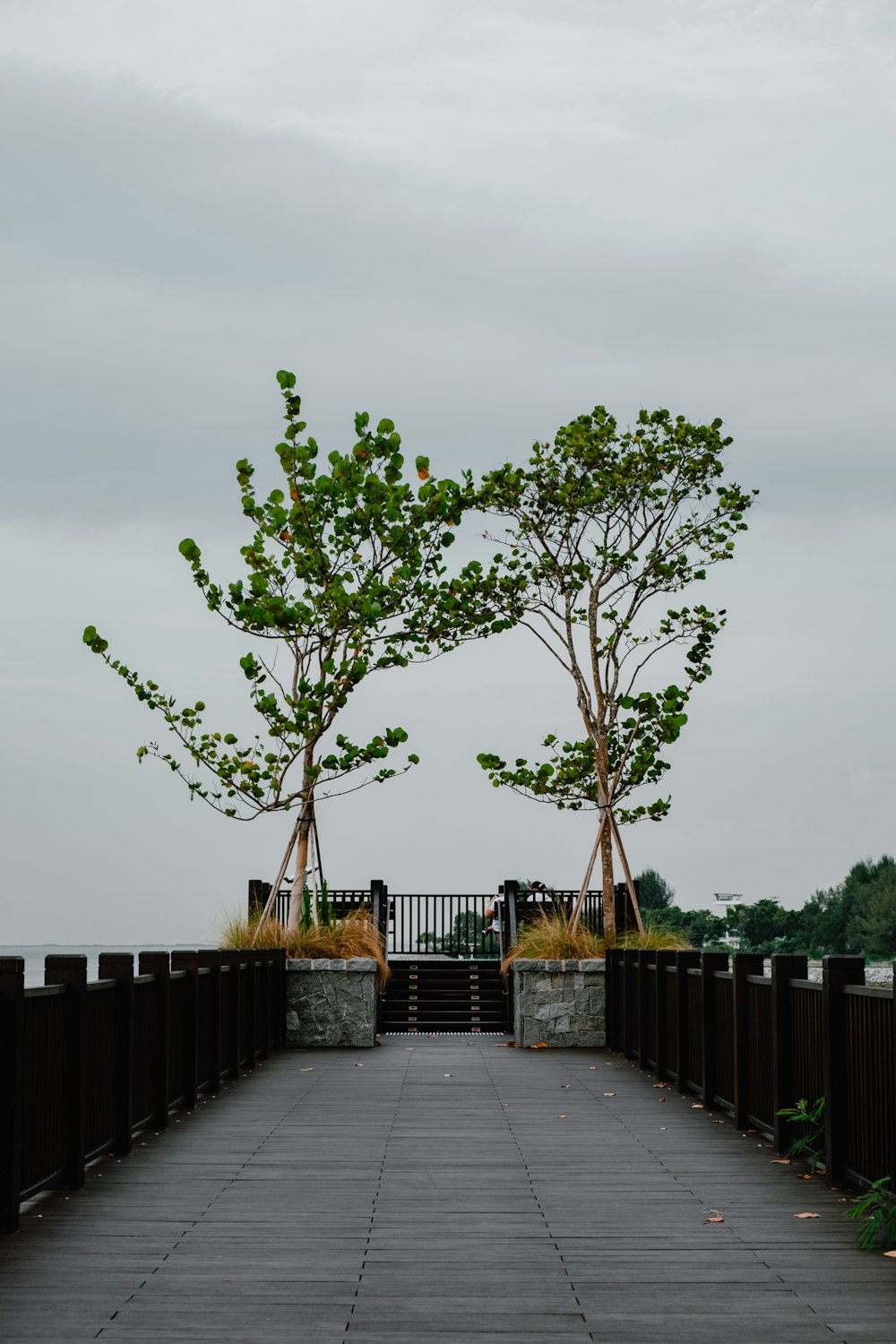 a walkway with two trees on each side of it