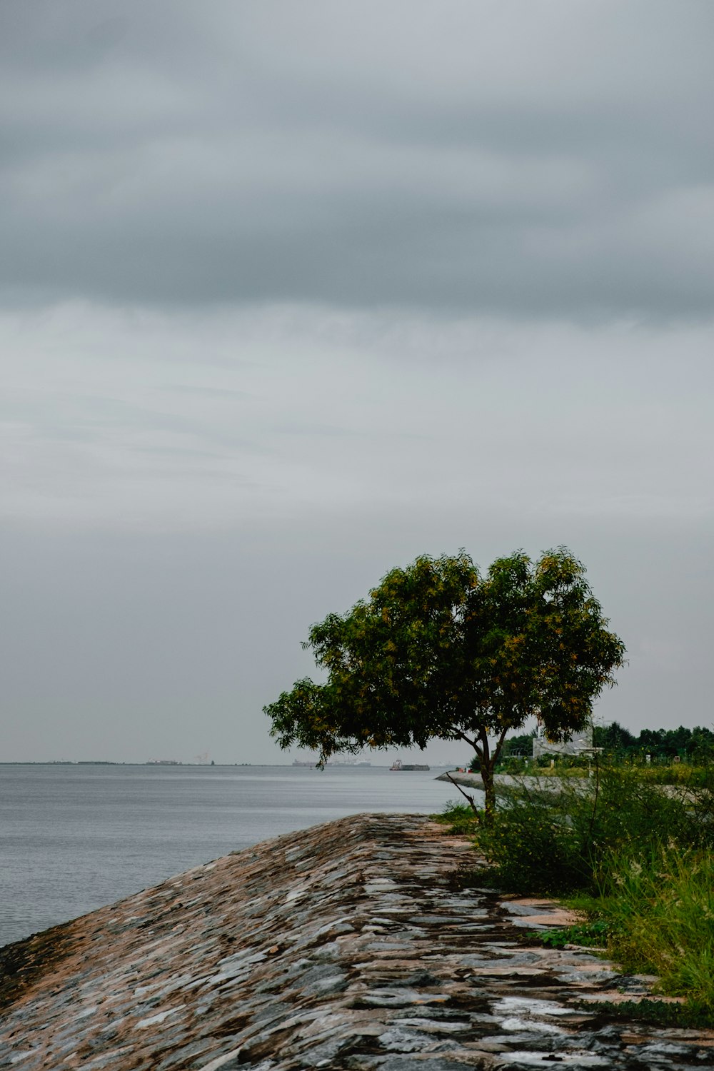 a lone tree sitting on the edge of a cliff