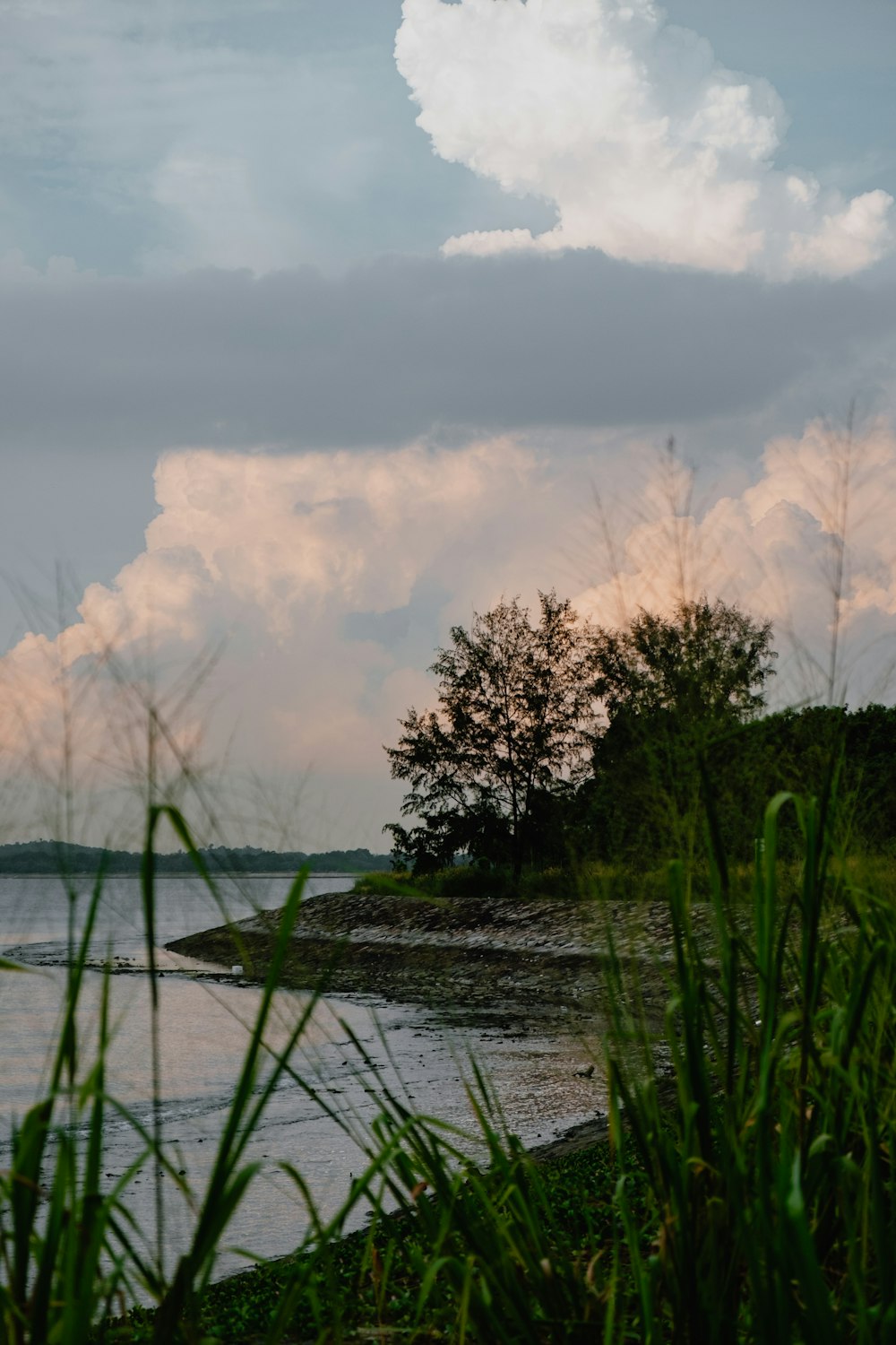 a body of water surrounded by tall grass