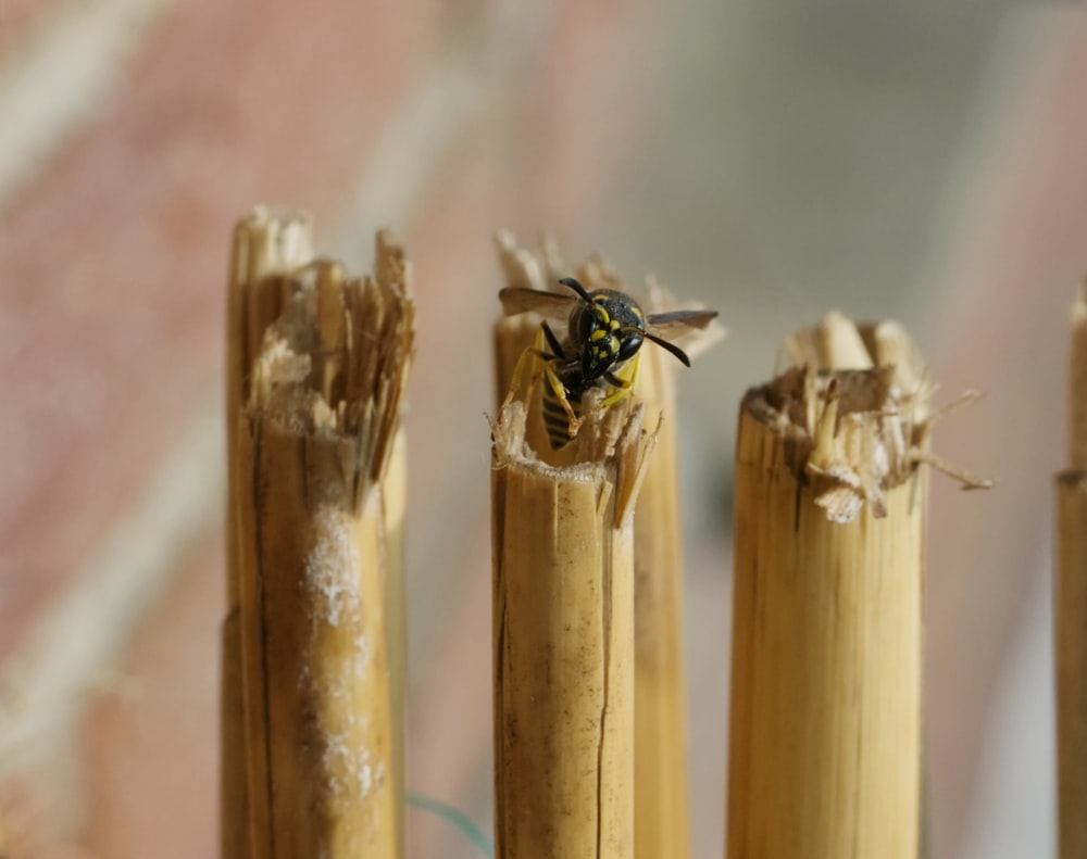 a close up of a group of sticks with a bee on it