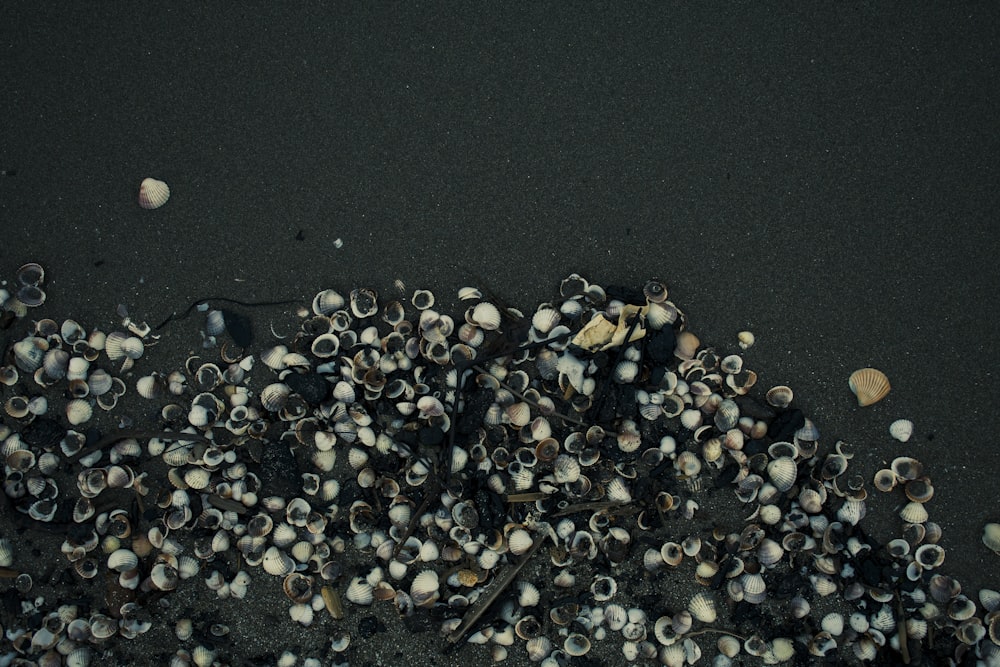 a bunch of shells that are laying on the ground