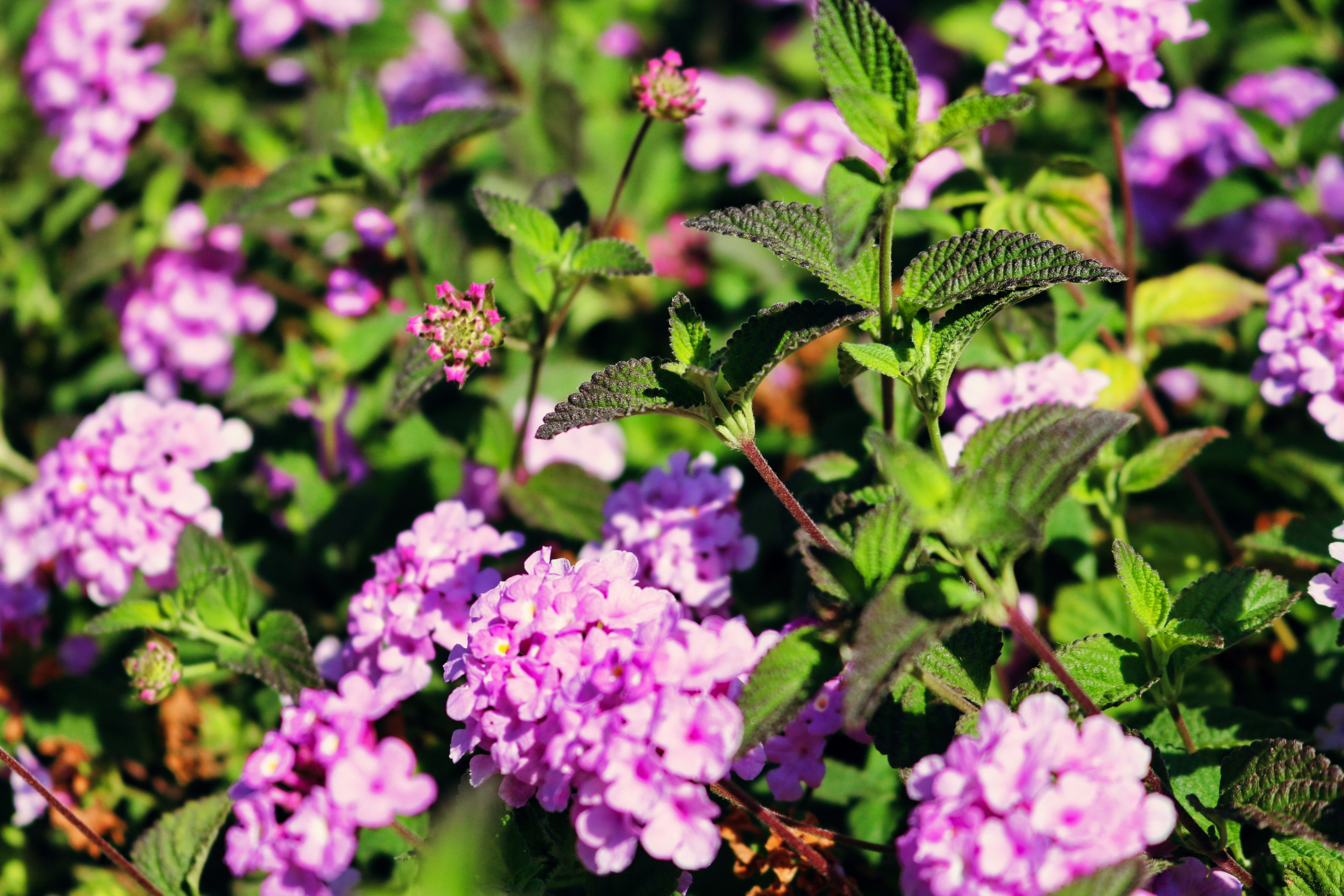 Photo by timothynblake