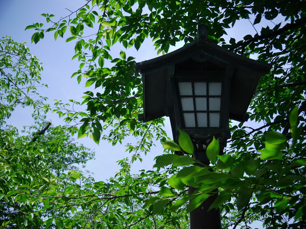 a street light sitting in the middle of a forest