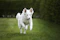 a white dog running across a lush green field