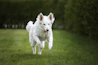 a white dog running across a lush green field