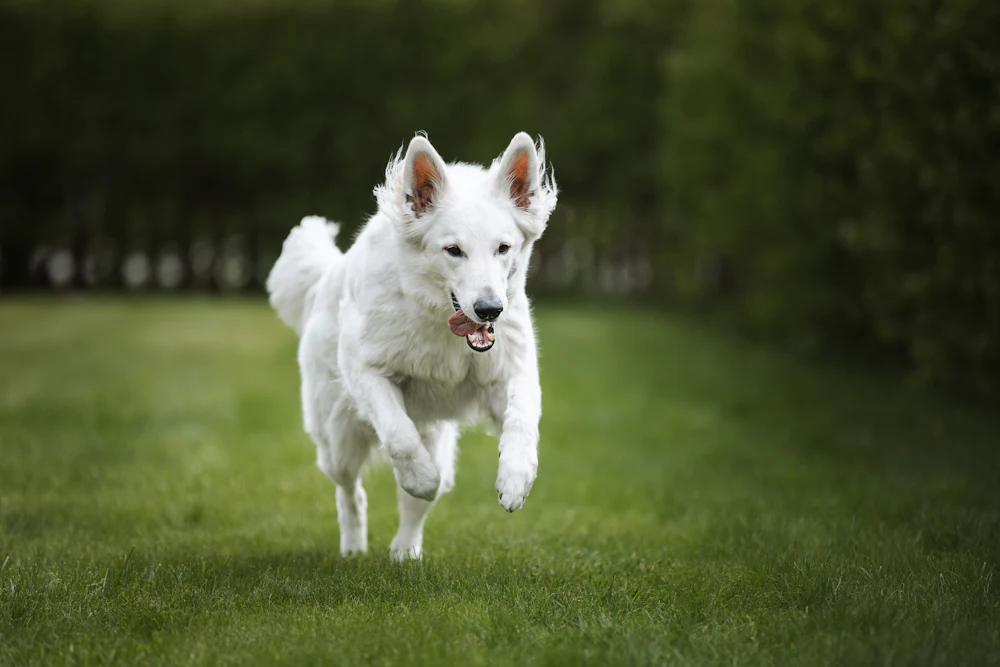 White Swiss Shepherd Dog, photo 1