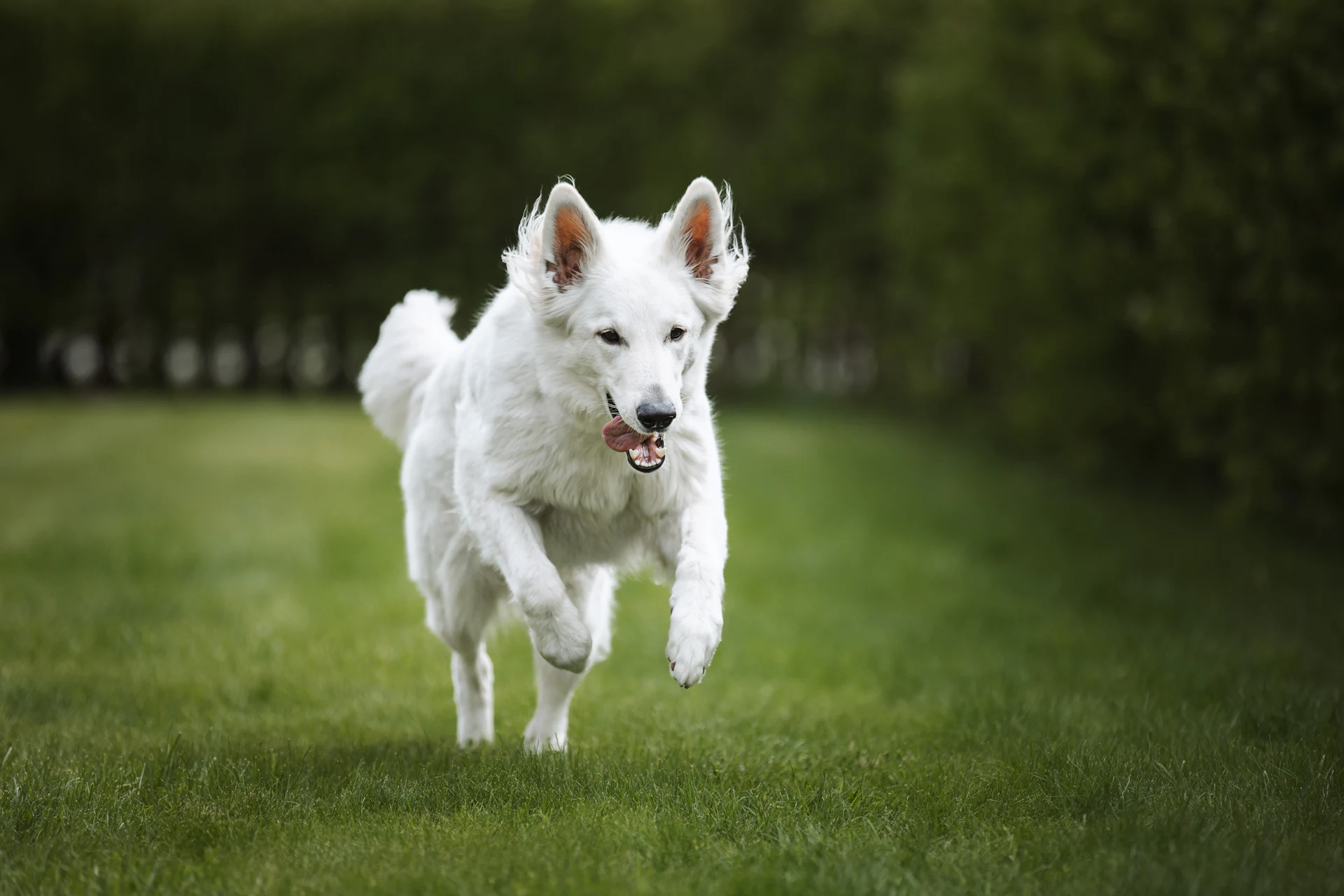 A White Swiss Shepherd Dog