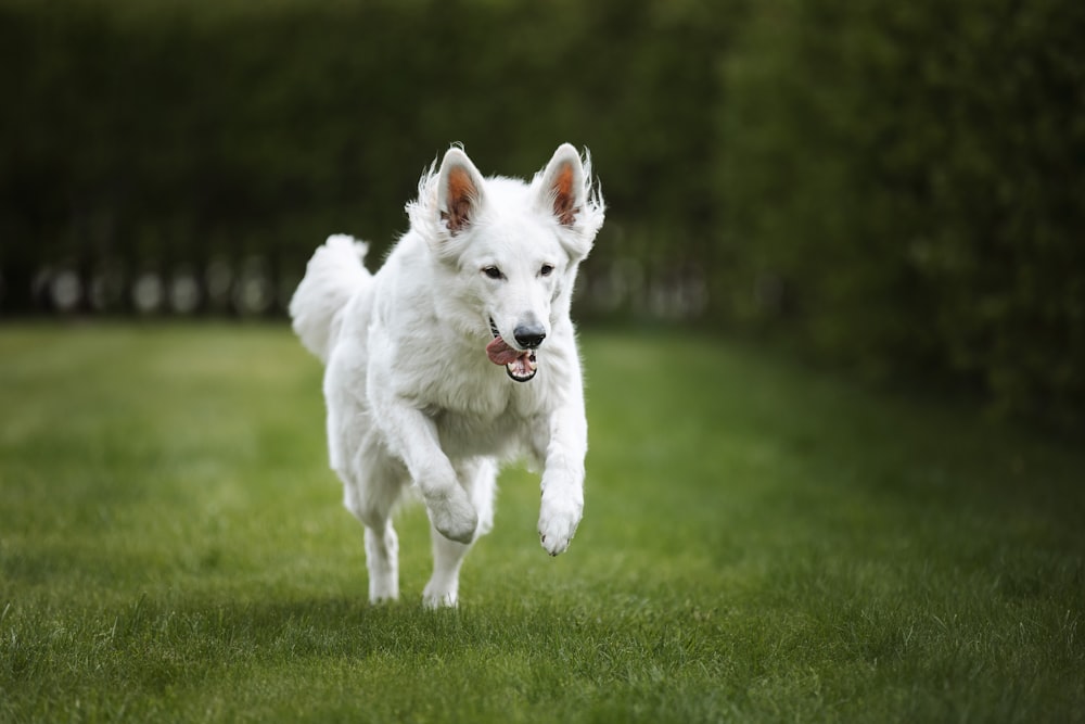 a white dog running across a lush green field