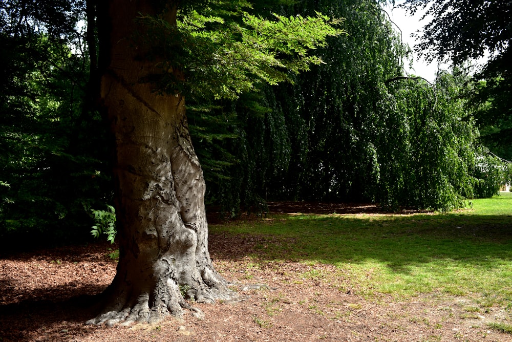 a large tree in the middle of a park