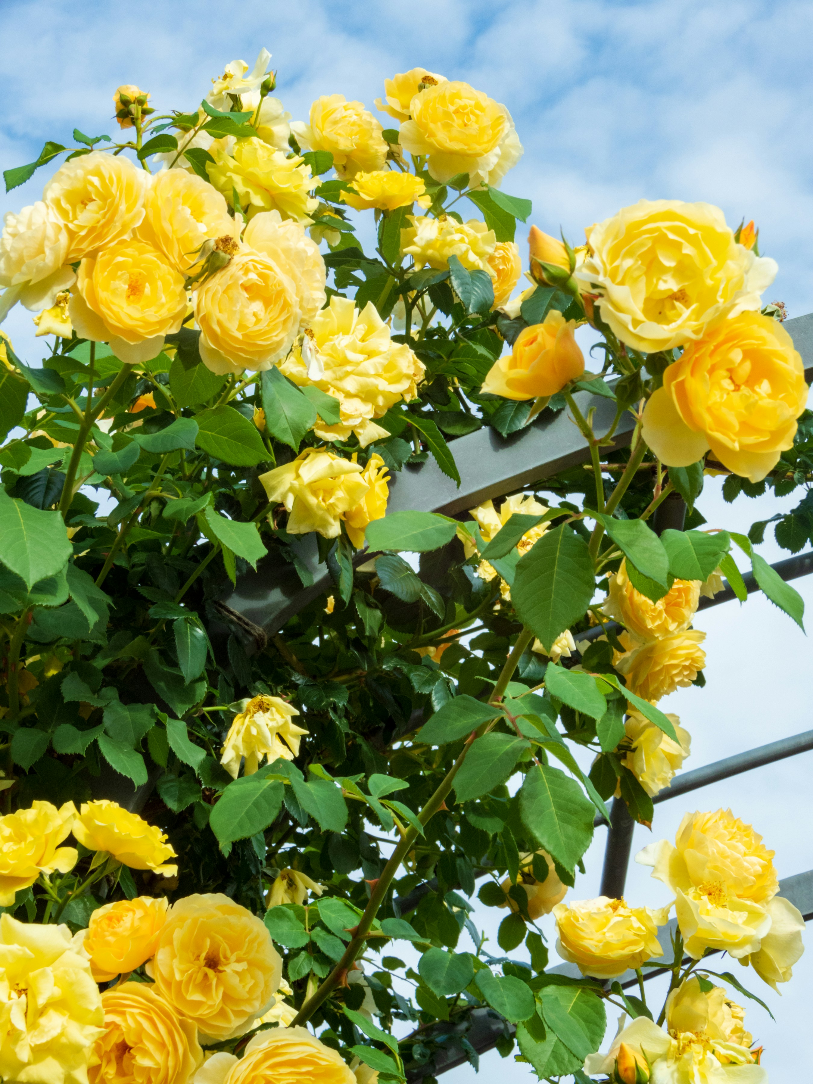 Photo by heppoko_yama