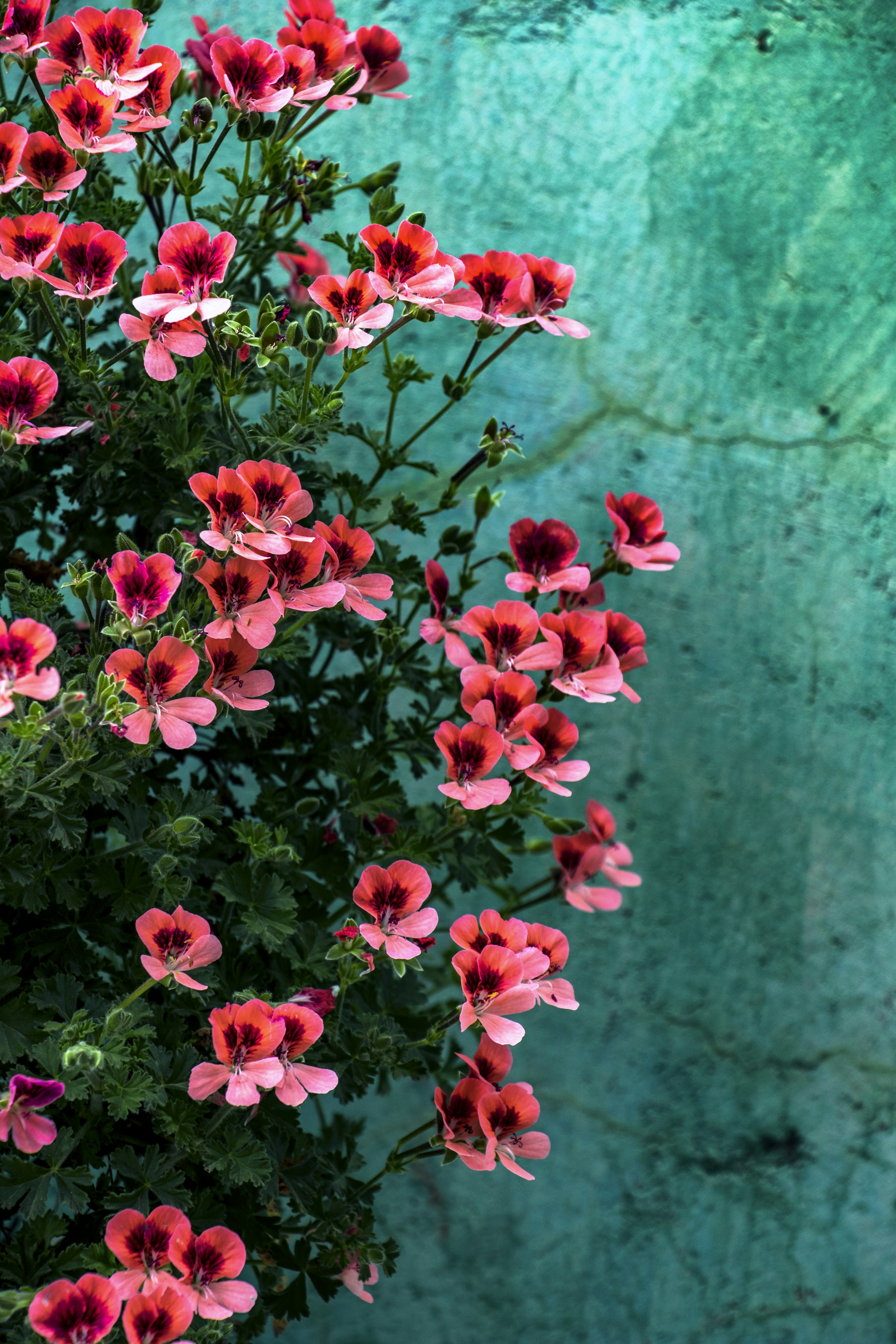 Images de Dessin De Fleurs | Téléchargez des images gratuites sur Unsplash, image size:3000x4500