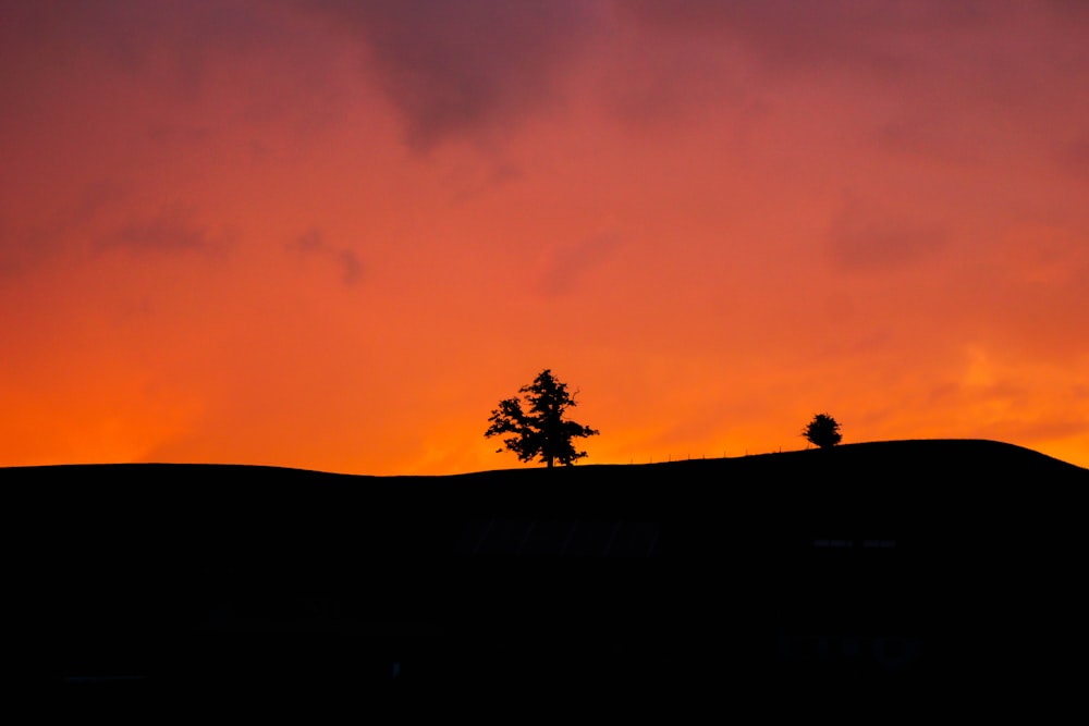 a lone tree silhouetted against an orange sky