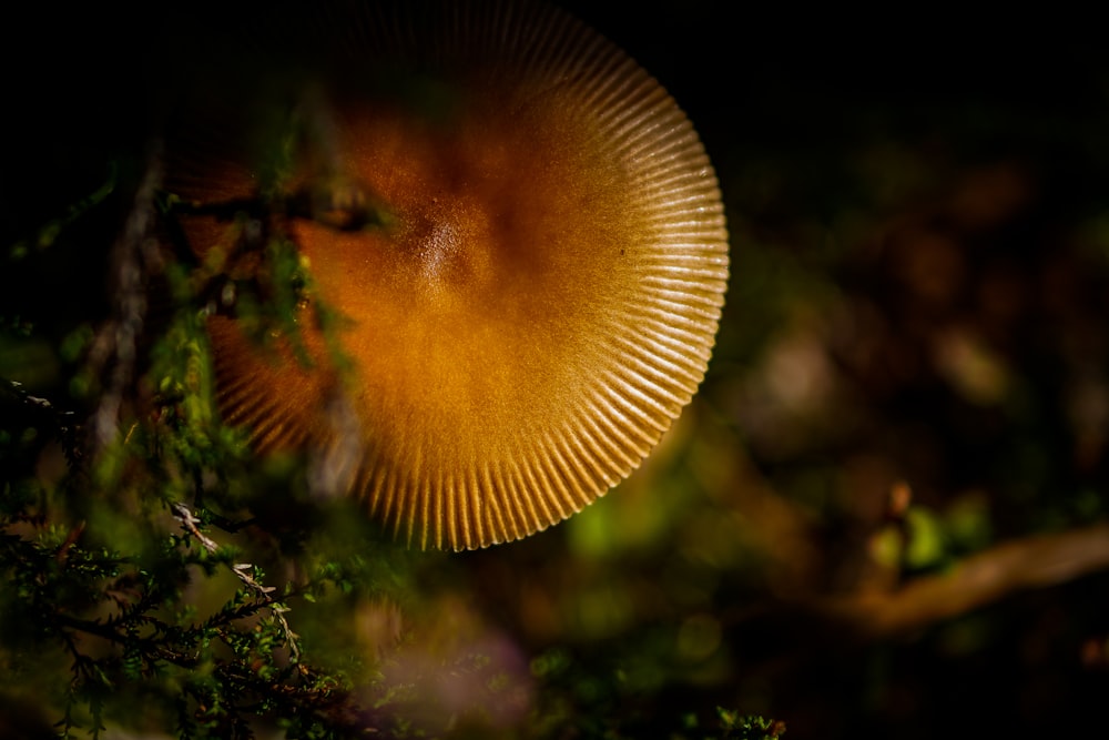 a close up of a yellow mushroom on a tree