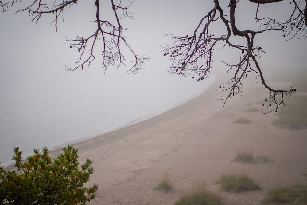 a tree branch with no leaves on a foggy day