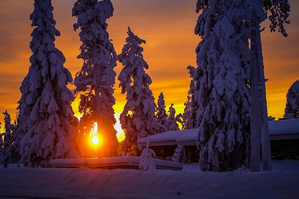 The sun setting behind snow-loaded spruces — Ruka, Finland
