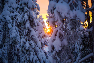 the sun is setting through the trees in the snow