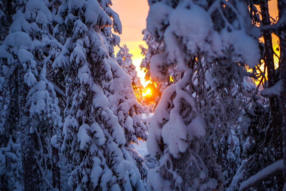 the sun is setting through the trees in the snow