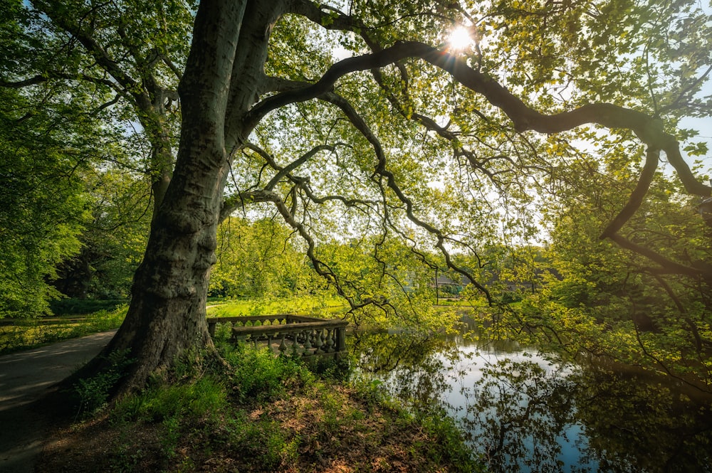 the sun shines through the trees over the water