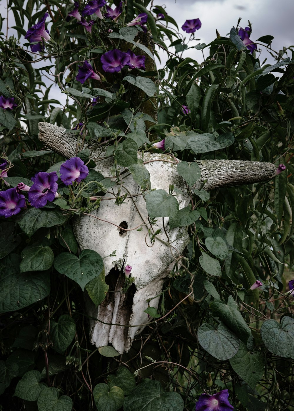 a bull's head is surrounded by purple flowers