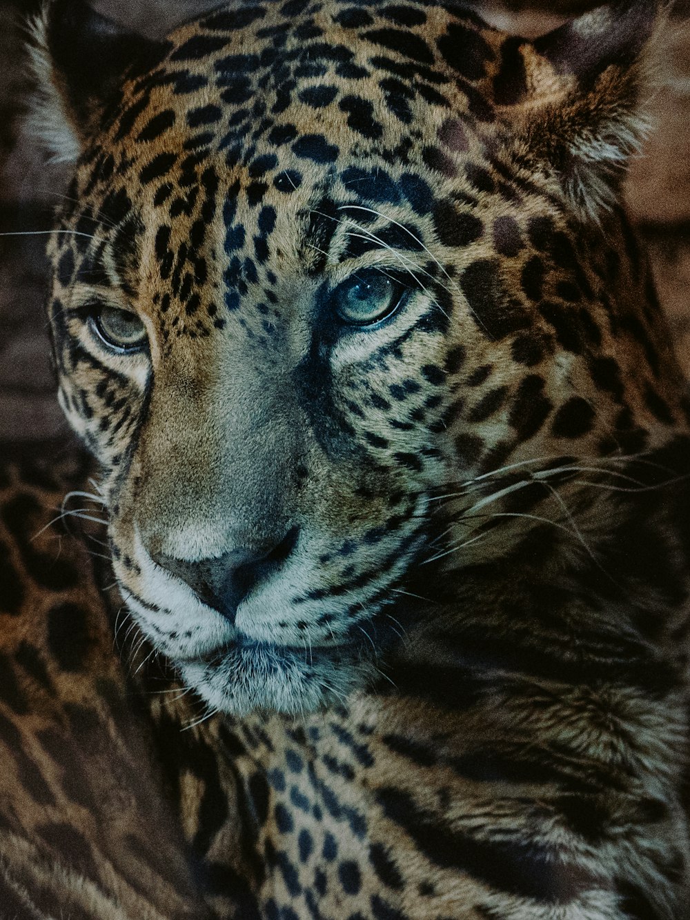 a close up of a leopard's face with a blurry background