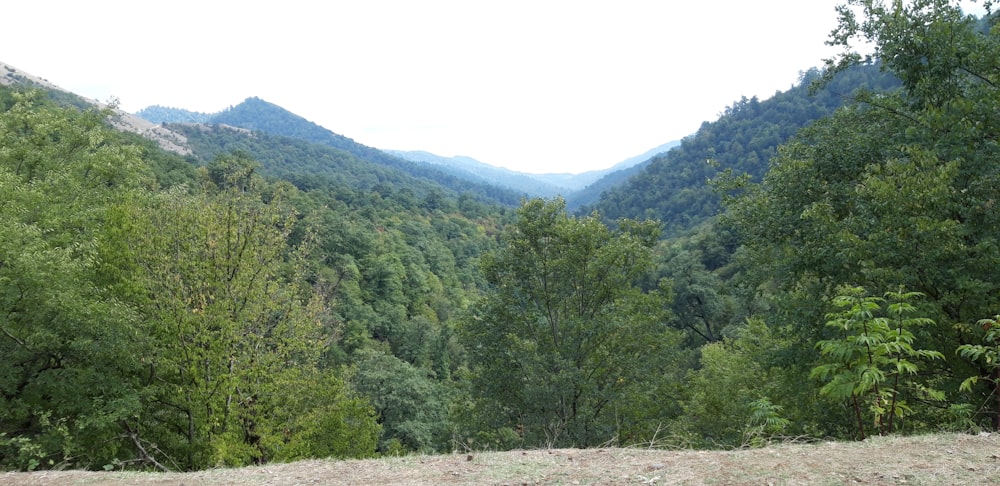 a view of the mountains and trees from the top of a hill