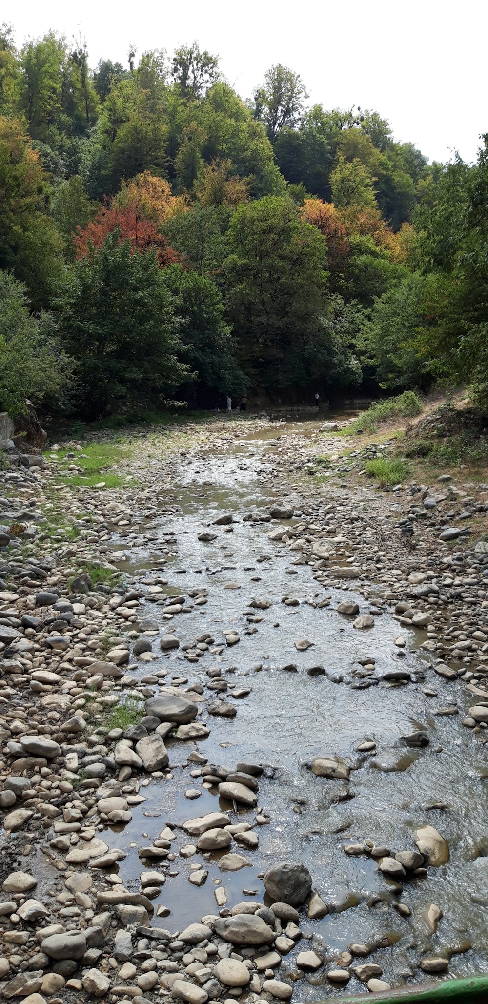 a river running through a lush green forest