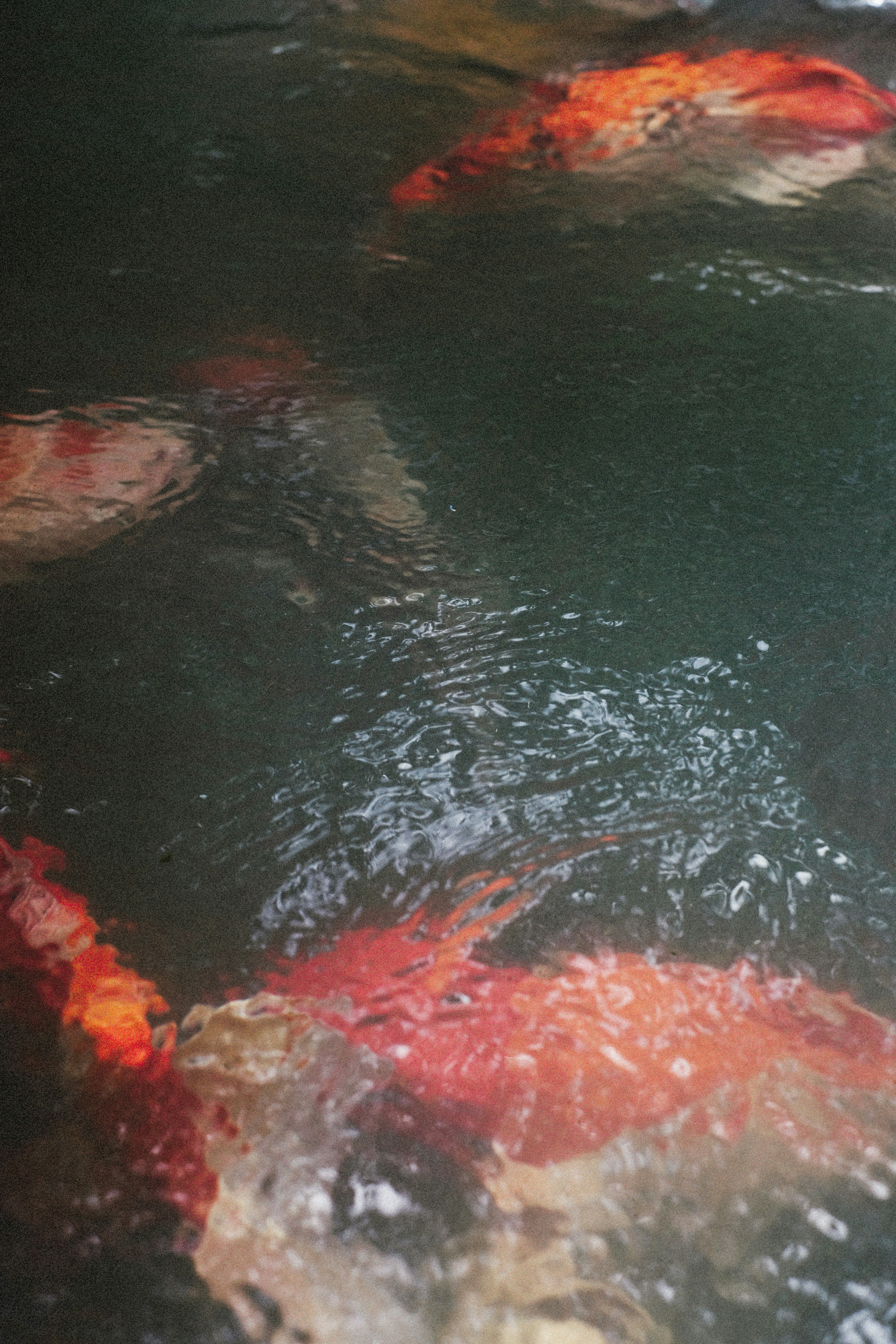 Photo by alexeydemidov