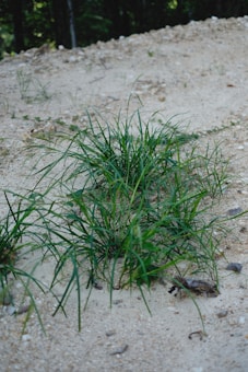 Green grass grows on sandy terrain with small pebbles scattered around. The background is slightly blurred, suggesting a natural setting with sparse vegetation.