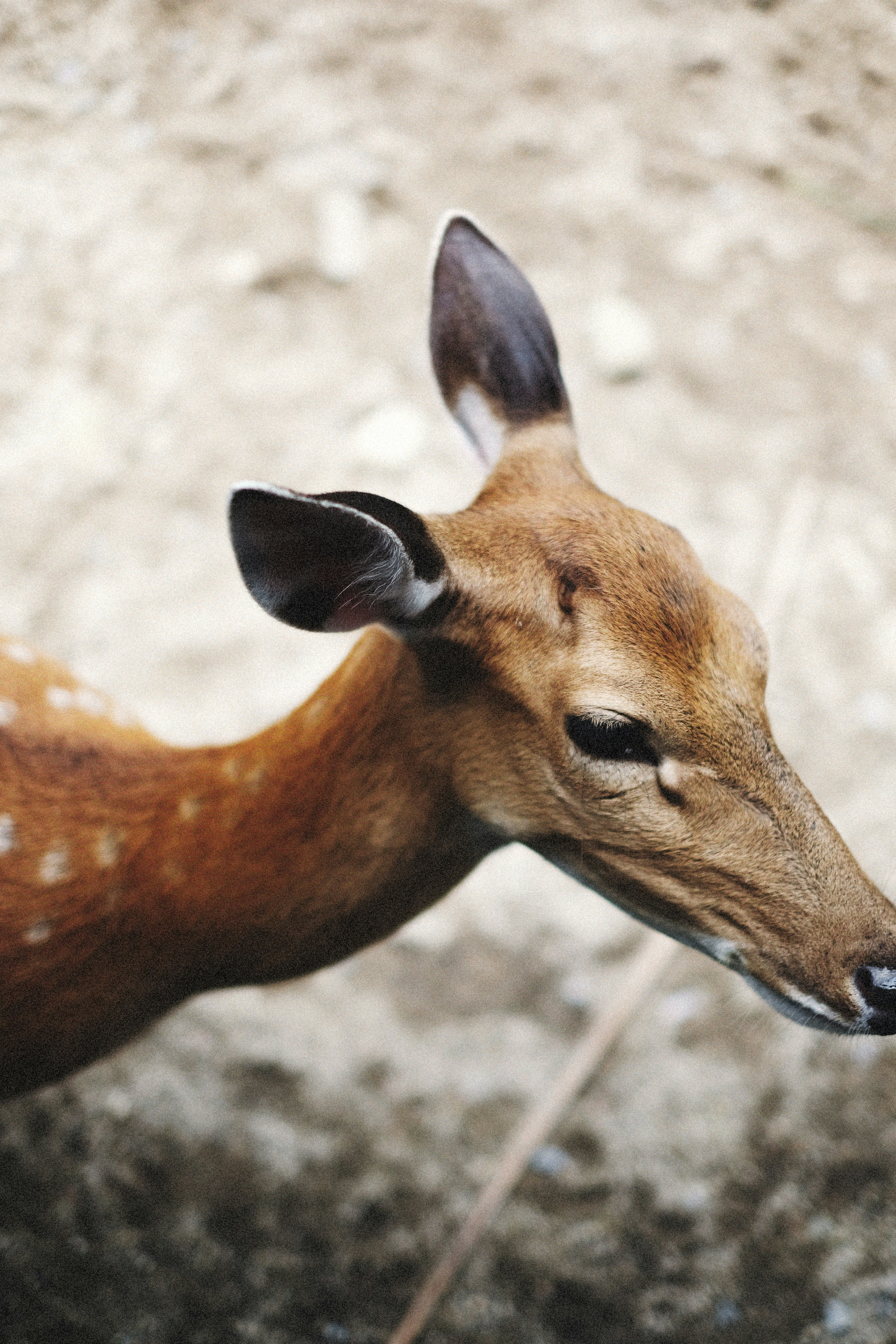 Photo by alexeydemidov