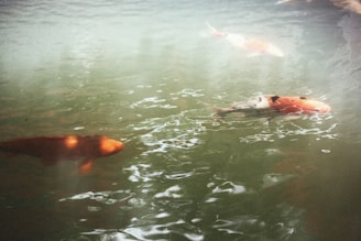 Large koi fish glide gracefully through clear, greenish water. Their vibrant orange and white scales shimmer beneath the surface, creating a serene and tranquil scene.