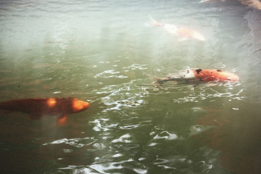 Large koi fish glide gracefully through clear, greenish water. Their vibrant orange and white scales shimmer beneath the surface, creating a serene and tranquil scene.