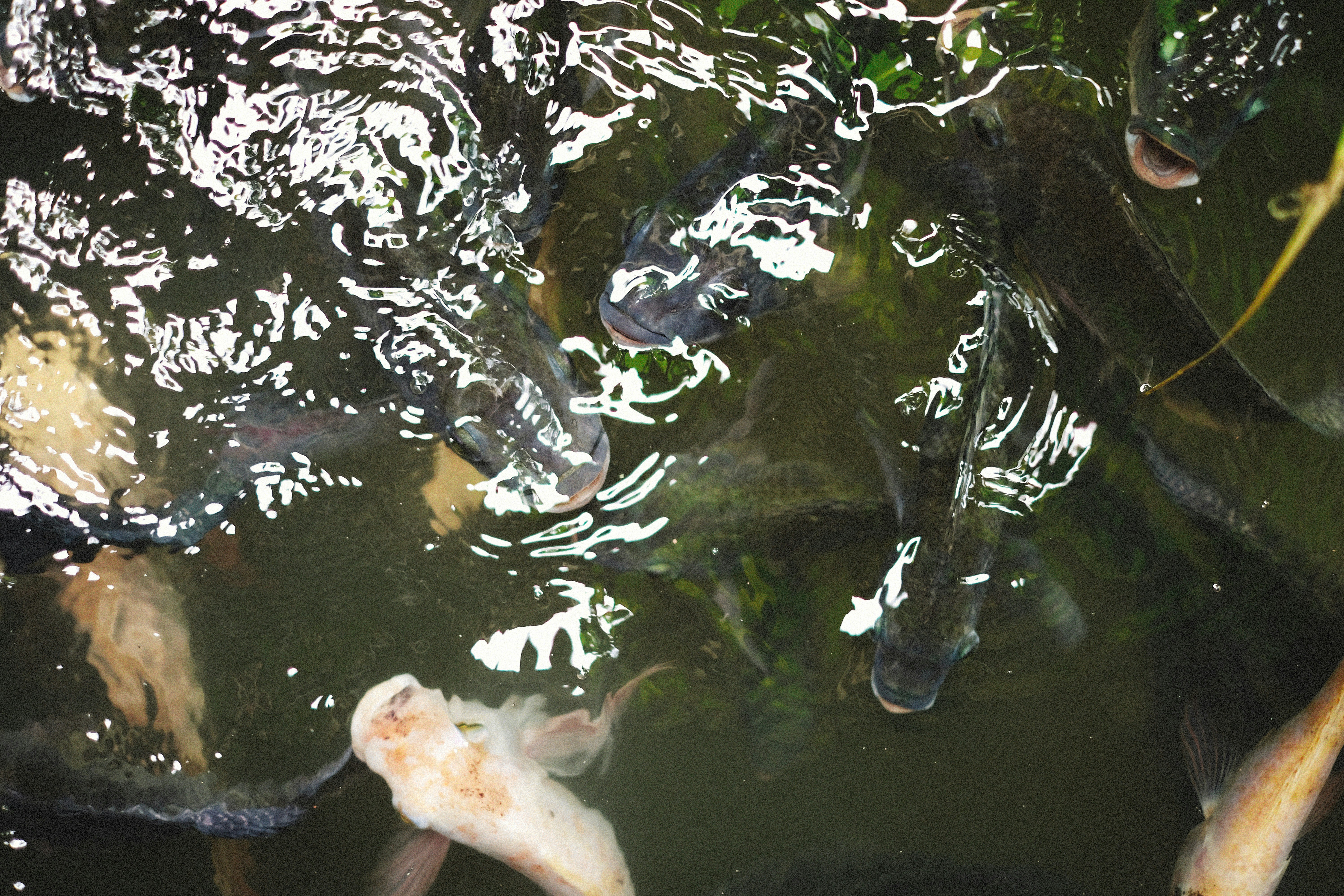 Photo by alexeydemidov