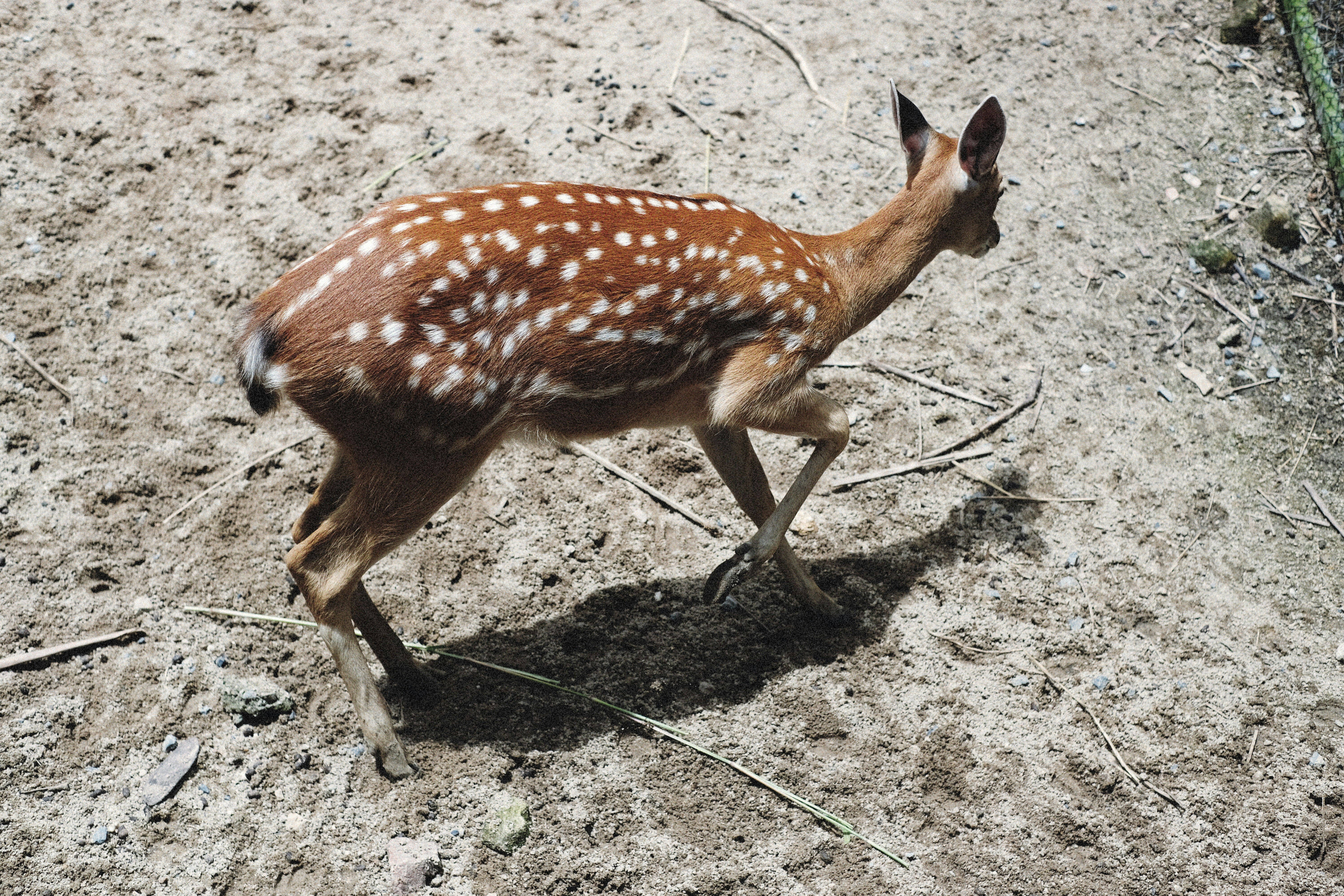 Photo by alexeydemidov