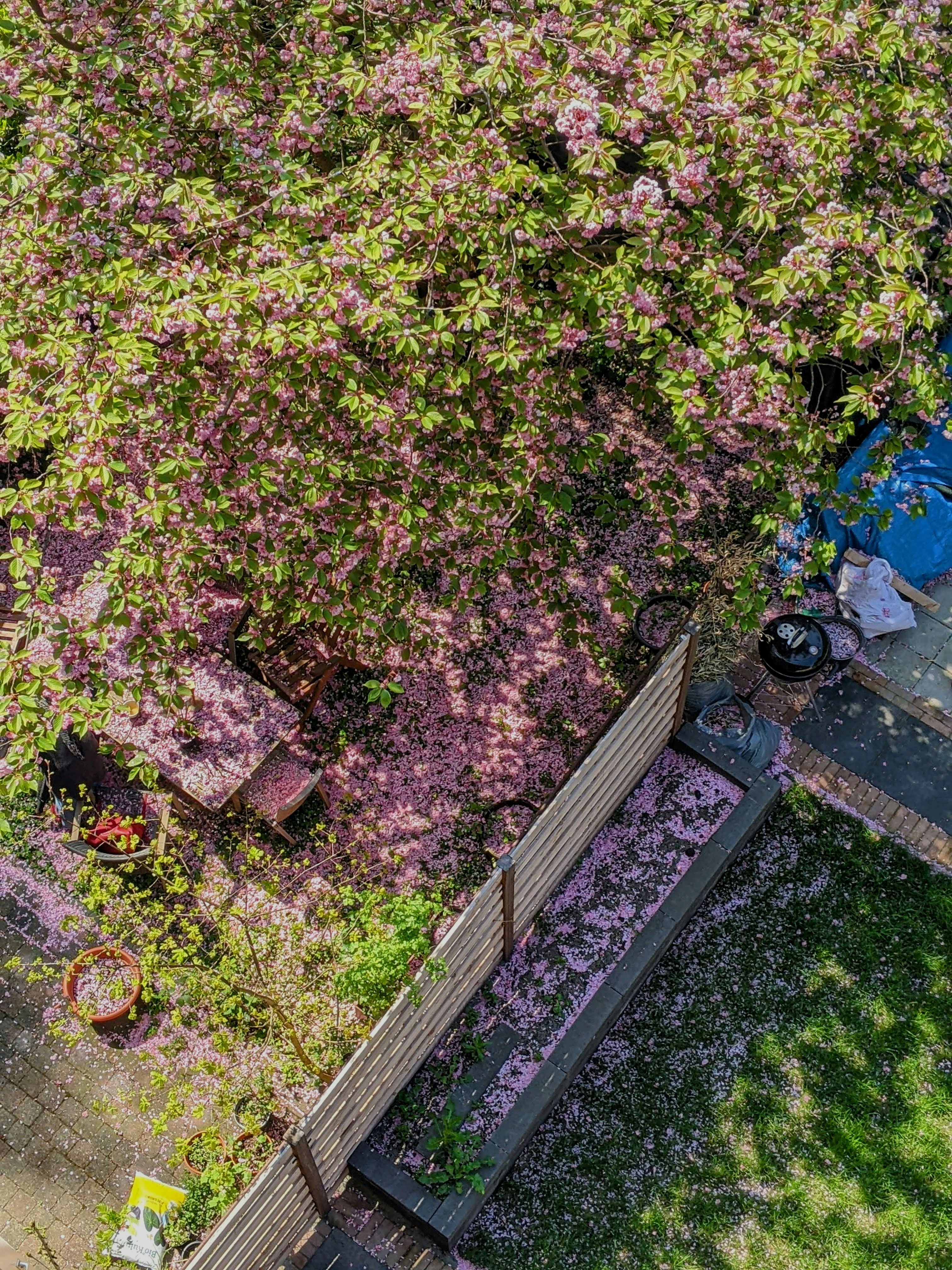 Frühlingsgarten mit Kirschblüten auf der Terrasse und dem Rasen.