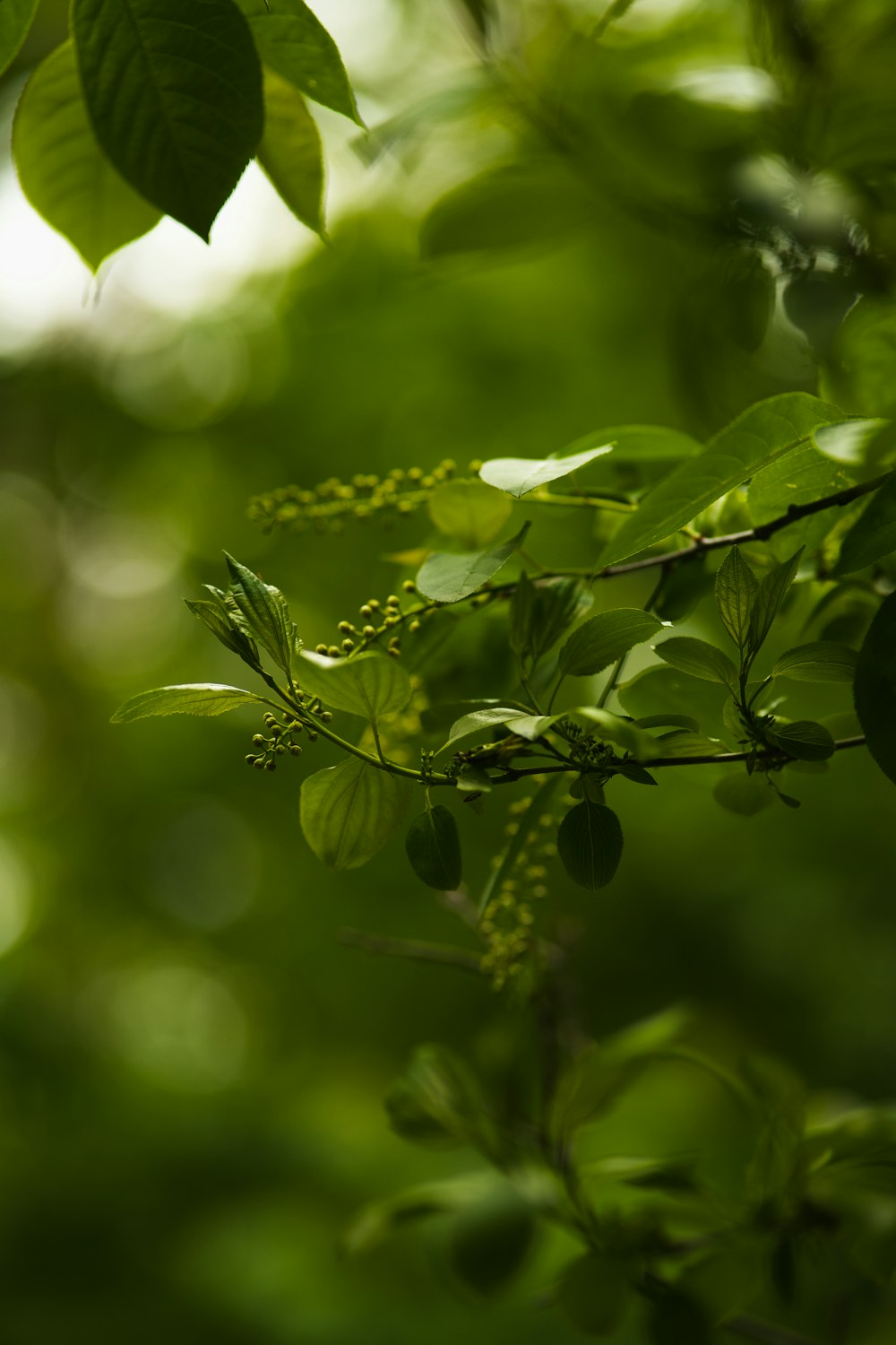 a branch of a tree with green leaves