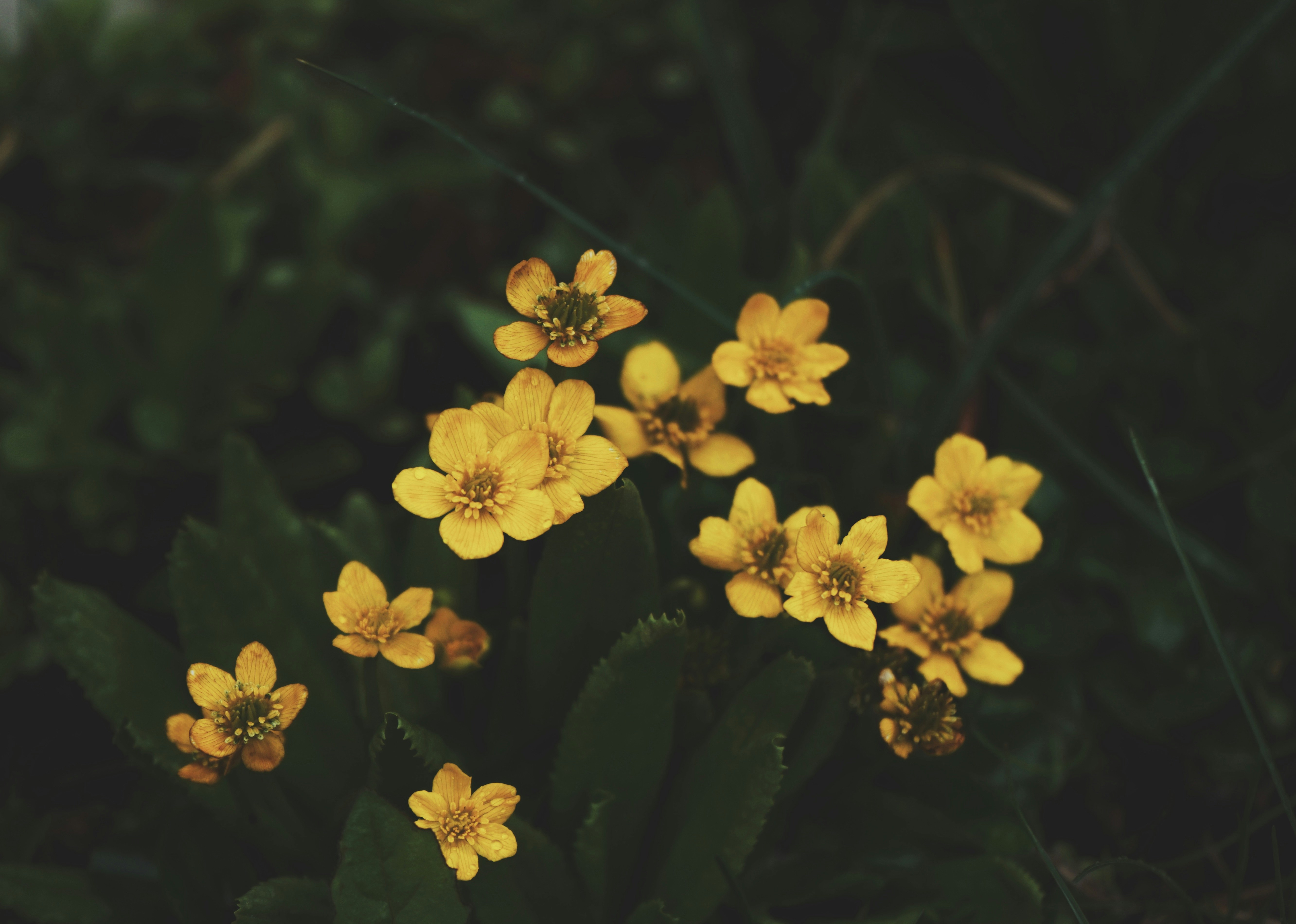 Photo by judahwester