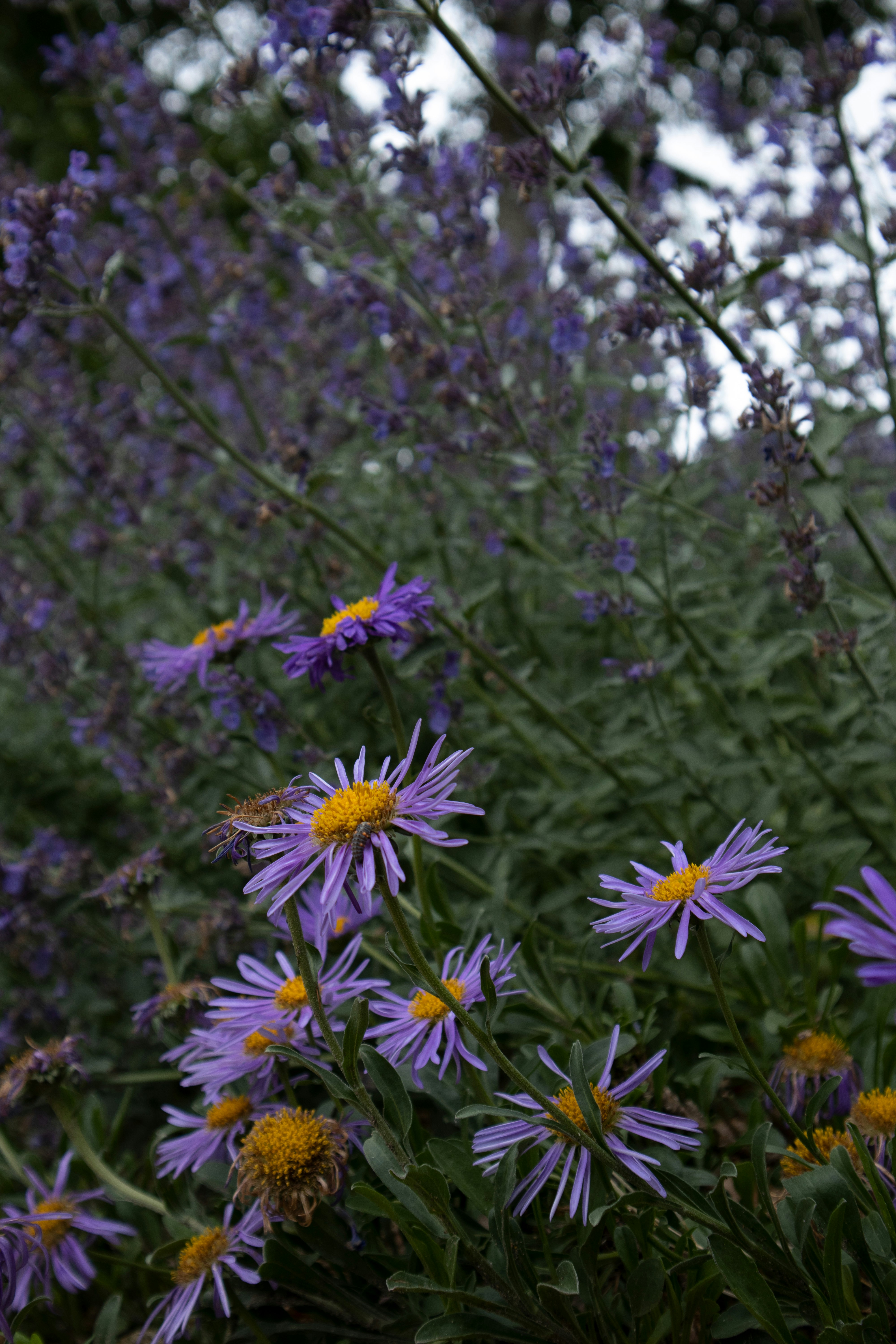 Photo by kccreations