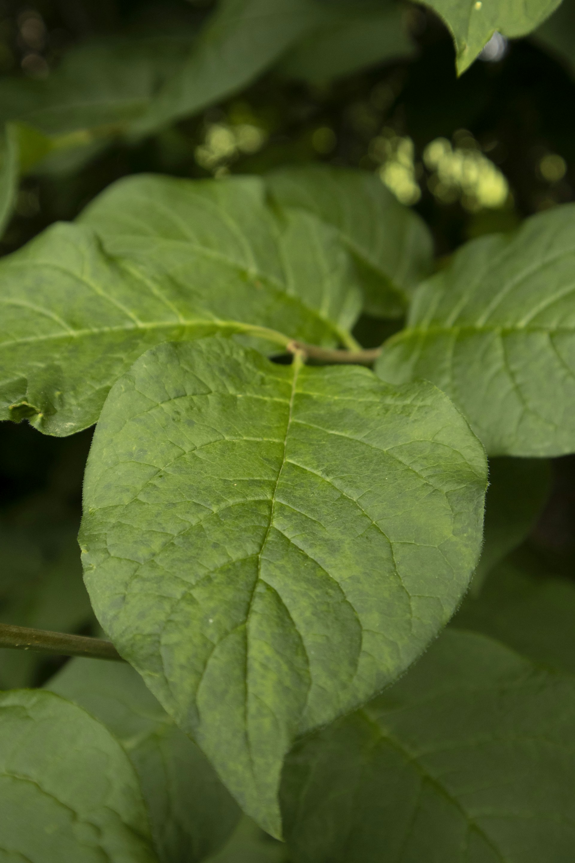 a close up of a green leaf on a tree
