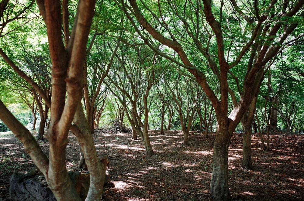 a forest filled with lots of trees and leaves