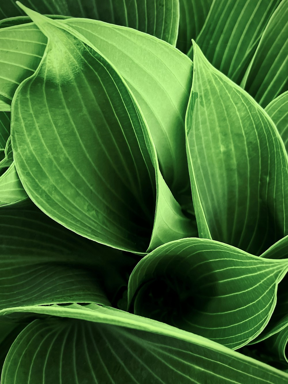 a close up of a green plant