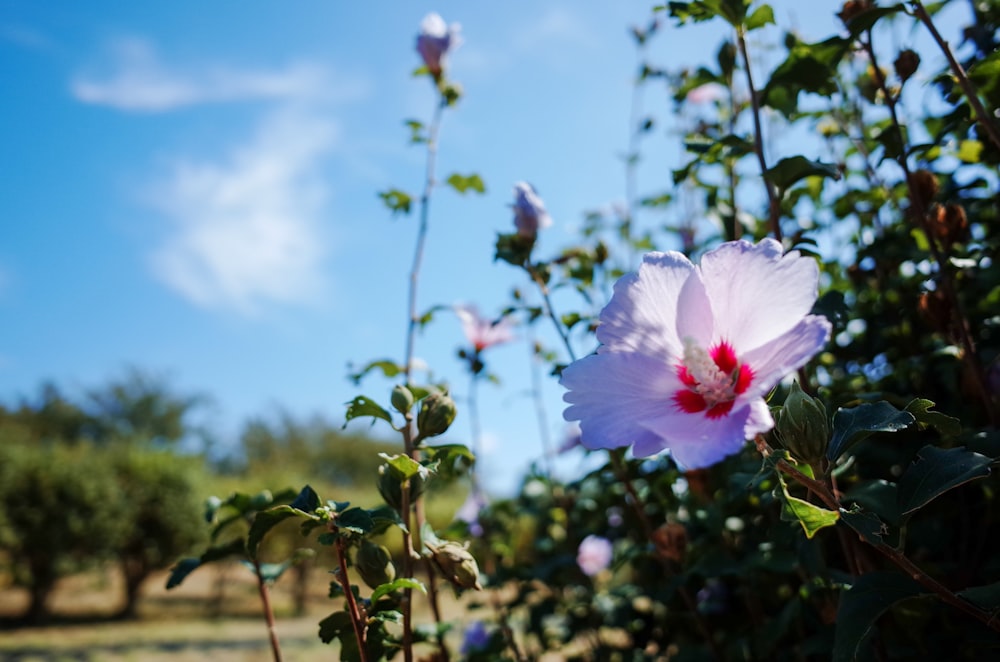 a pink flower is in the middle of a bush