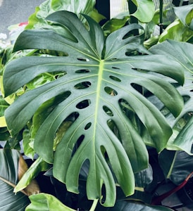 Monstera Deliciosa