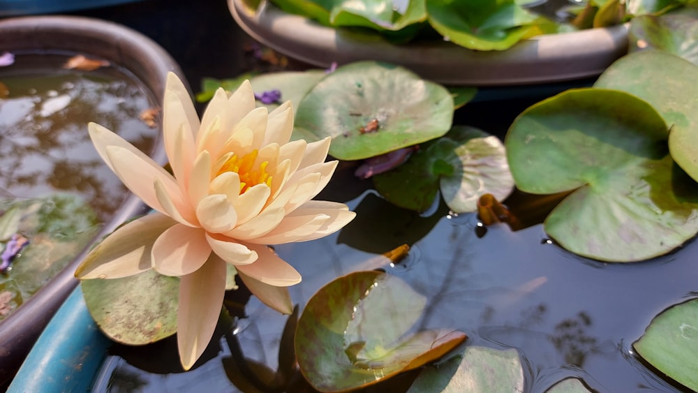 a pink flower floating on top of a pond of water