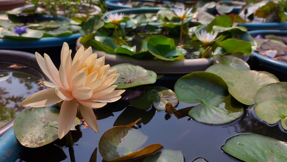 a pink flower sitting on top of a pond filled with water lilies
