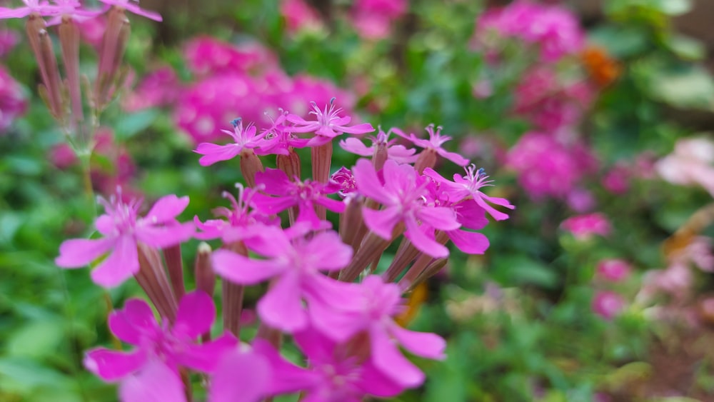 a bunch of pink flowers in a garden