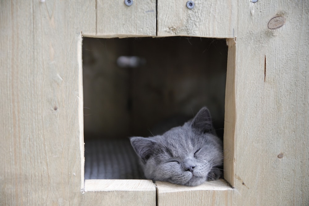 Eine graue Katze schläft in einem hölzernen Katzenhaus